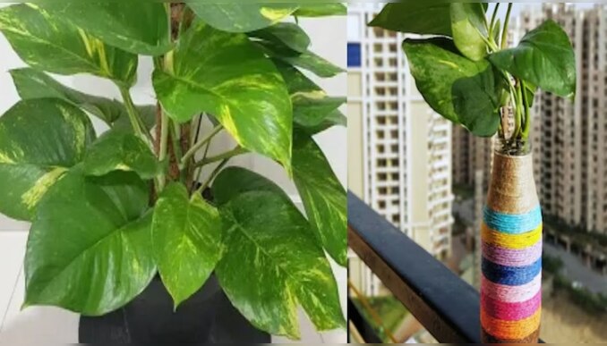 Vastu Tips: മണി പ്ലാന്റ് വളർത്തുമ്പോൾ ഇക്കാര്യങ്ങൾ മറക്കരുത്; ​ഗുണത്തിന് പകരം ദോഷം