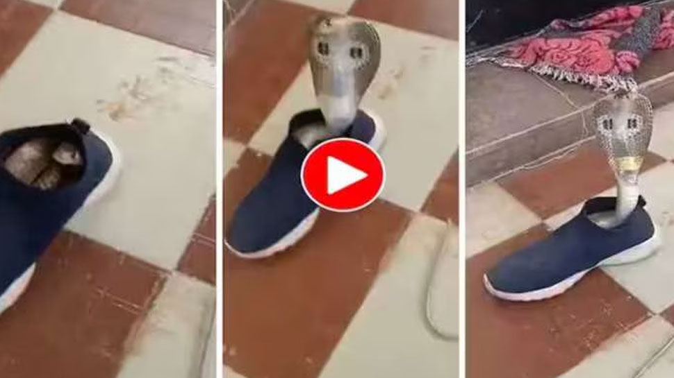 Viral Video: ഷൂസിനുള്ളിൽ പതിങ്ങിയിരിക്കുന്നത് ആരാ? വീഡിയോ കണ്ടാൽ ഞെട്ടും! Viral Video: ഷൂസിനുള്ളിൽ പതിങ്ങിയിരിക്കുന്നത് ആരാ? വീഡിയോ കണ്ടാൽ ഞെട്ടും!