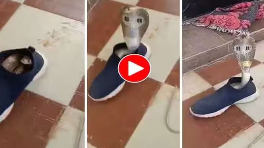 Viral Video: ഷൂസിനുള്ളിൽ പതിങ്ങിയിരിക്കുന്നത് ആരാ? വീഡിയോ കണ്ടാൽ ഞെട്ടും!