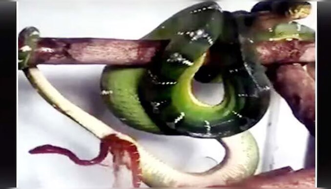 Viral Video: പാമ്പ് പ്രസവിക്കുന്നത് കണ്ടിട്ടുണ്ടോ? വീഡിയോ വൈറൽ!