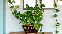 Vastu Tips For Money Plant: മണി പ്ലാന്റ് നടേണ്ടത് വീടിന്റെ ഈ ദിശയിൽ; അബദ്ധത്തിൽപോലും ഈ തെറ്റുകൾ വരുത്തരുത്