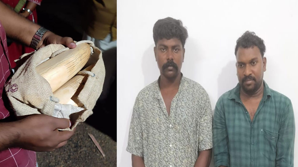 Crime News: ആനക്കൊമ്പ് വിൽപനയ്ക്കെത്തിയ സംഘം വനംവകുപ്പിന്റെ പിടിയിൽ! Crime News: ആനക്കൊമ്പ് വിൽപനയ്ക്കെത്തിയ സംഘം വനംവകുപ്പിന്റെ പിടിയിൽ!