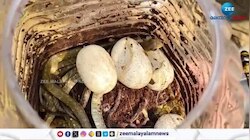 Snake Catcher: ചേര കുഞ്ഞുങ്ങൾക്ക് ആവാസമൊരുക്കി സ്നേക്ക് ക്യാച്ചർ