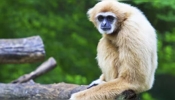 Smuggling Case: ബാഗിനുള്ളിൽ ജീവനുള്ള 4 ഗിബ്ബണുകൾ; മലേഷ്യയിൽ നിന്നെത്തിയ 2 പേർ അറസ്റ്റിൽ