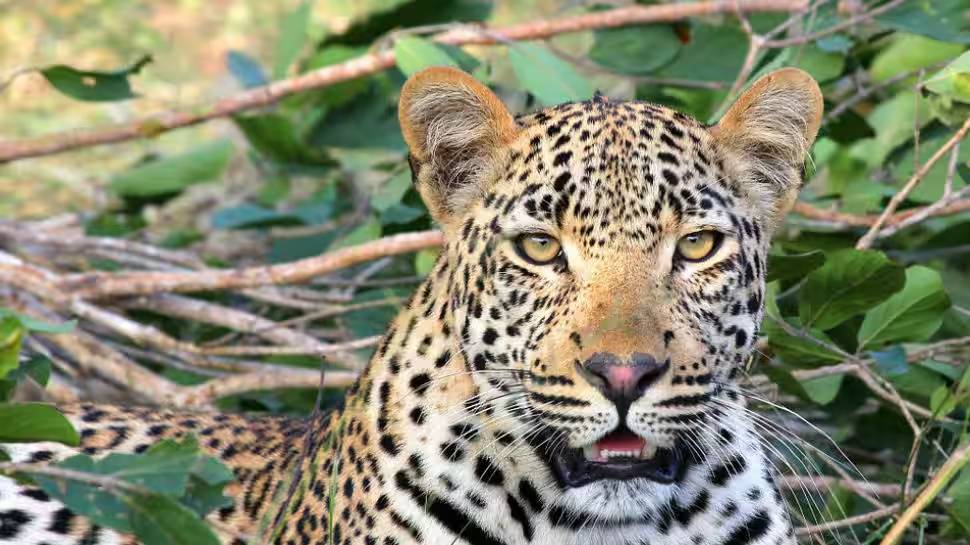 Leopard in Kannur: കണ്ണൂരിൽ ജനവാസ മേഖലയിൽ പുലി; പന്നിക്ക് വേണ്ടി വെച്ച കെണിയിൽ കുടുങ്ങി Leopard in Kannur: കണ്ണൂരിൽ ജനവാസ മേഖലയിൽ പുലി; പന്നിക്ക് വേണ്ടി വെച്ച കെണിയിൽ കുടുങ്ങി