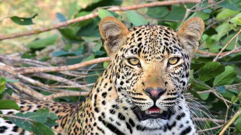 Leopard in Kannur: കണ്ണൂരിൽ ജനവാസ മേഖലയിൽ പുലി; പന്നിക്ക് വേണ്ടി വെച്ച  കെണിയിൽ കുടുങ്ങി