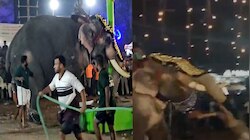 Elephant Attack: തിരൂർ പുതിയങ്ങാടിയിൽ ആന ഇടഞ്ഞു; ഒരാളെ തൂക്കിയെറിഞ്ഞു!