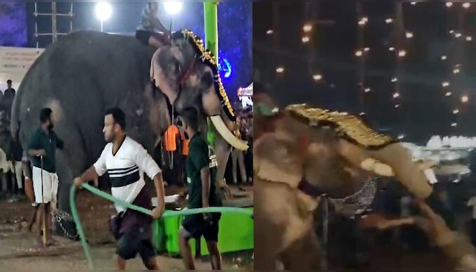 Elephant Attack: തിരൂർ പുതിയങ്ങാടിയിൽ ആന ഇടഞ്ഞു; ഒരാളെ തൂക്കിയെറിഞ്ഞു!
