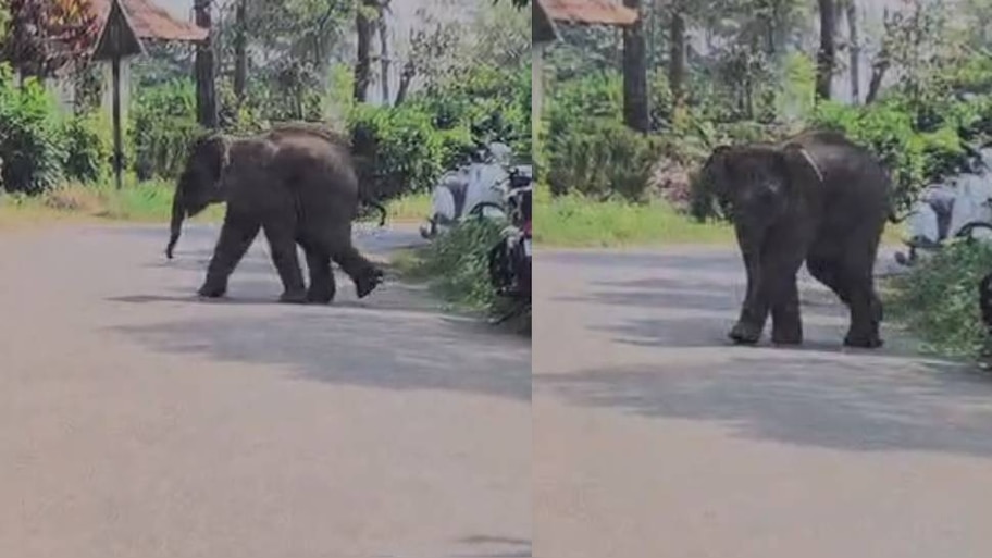 Baby Elephant in Wayanad: വയനാട് ജനവാസ മേഖലയിൽ കൂട്ടം തെറ്റിയെത്തി കുട്ടിയാന; ആർആർടി സംഘം പിടികൂടി