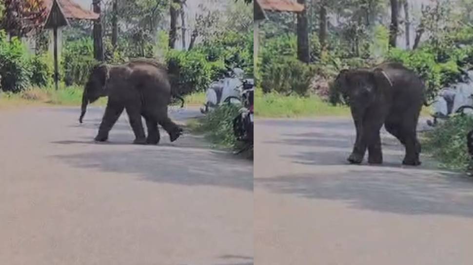 Baby Elephant in Wayanad: വയനാട് ജനവാസ മേഖലയിൽ കൂട്ടം തെറ്റിയെത്തി കുട്ടിയാന; ആർആർടി സംഘം പിടികൂടി Baby Elephant in Wayanad: വയനാട് ജനവാസ മേഖലയിൽ കൂട്ടം തെറ്റിയെത്തി കുട്ടിയാന; ആർആർടി സംഘം പിടികൂടി
