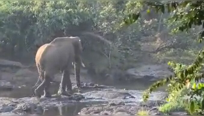 Athirappilly Wild Elephant: മയക്കുവെടി കൊണ്ടില്ലേ? അതിരപ്പിള്ളിയില്‍ മസ്തകത്തിൽ മുറിവേറ്റ കാട്ടാനയ്ക്ക് പിന്നാലെ ഡോക്ടറും സംഘവും