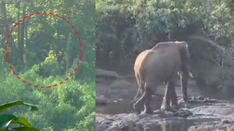 Wild Elephant Injury: മസ്തകത്തിന് പരിക്കേറ്റ കാട്ടാനയെ മയക്കുവെടിവച്ചു Wild Elephant Injury: മസ്തകത്തിന് പരിക്കേറ്റ കാട്ടാനയെ മയക്കുവെടിവച്ചു