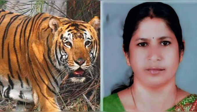 Wayanad Tiger Attack: കടുവയെ തിരയാൻ തെർമൽ ഡ്രോണും കുങ്കിയാനകളും; മാനന്തവാടിയിൽ യുഡിഎഫ്, എസ്‌ഡിപിഐ ഹർത്താൽ തുടങ്ങി