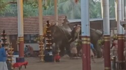 Elephant Runs Amok: കൊയിലാണ്ടിയിൽ ഇടഞ്ഞ ആന മറ്റൊരു ആനയെ കുത്തി, വിരണ്ടോടി ആനകൾ; മൂന്ന് മരണം, നിരവധി പേർക്ക് പരിക്ക്