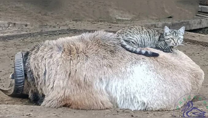 Viral News: 'കപ്പിൾ ഓഫ് ദ ഇയർ'; ഈ വർഷത്തെ മികച്ച മൃഗ ജോഡികൾ ഇവരാണ്!