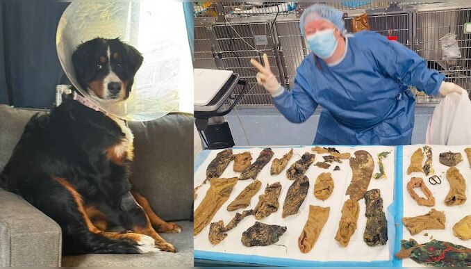 Viral News: 'ഇങ്ങനെയുണ്ടോ ഒരു വിശപ്പ്'; നായ തിന്നത് 24 സോക്സുകൾ