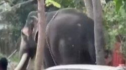 Elephant Runs Amok: ഇടക്കൊച്ചിയിൽ ഇടഞ്ഞ ആനയെ തളച്ചു; പാപ്പാന് പരിക്ക്
