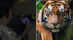 Tiger in Vandiperiyar: വണ്ടിപ്പെരിയാറിൽ ഭീതിപടർത്തിയ കടുവയെ കണ്ടെത്തി; ആരോഗ്യ സ്ഥിതി മോശമെന്ന് വനംവകുപ്പ്