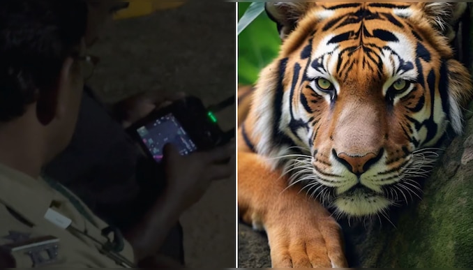 Tiger in Vandiperiyar: വണ്ടിപ്പെരിയാറിൽ ഭീതിപടർത്തിയ കടുവയെ കണ്ടെത്തി; ആരോഗ്യ സ്ഥിതി മോശമെന്ന് വനംവകുപ്പ്