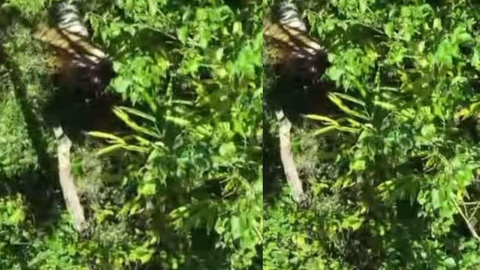 Idukki Tiger Attack: ഇടുക്കിയിൽ കടുവ വളർത്തുമൃഗങ്ങളെ കൊന്നു; വനംവകുപ്പ് സംഘം സ്ഥലത്തെത്തി, മയക്കുവെടിവയ്ക്കാൻ നീക്കം Idukki Tiger Attack: ഇടുക്കിയിൽ കടുവ വളർത്തുമൃഗങ്ങളെ കൊന്നു; വനംവകുപ്പ് സംഘം സ്ഥലത്തെത്തി, മയക്കുവെടിവയ്ക്കാൻ നീക്കം
