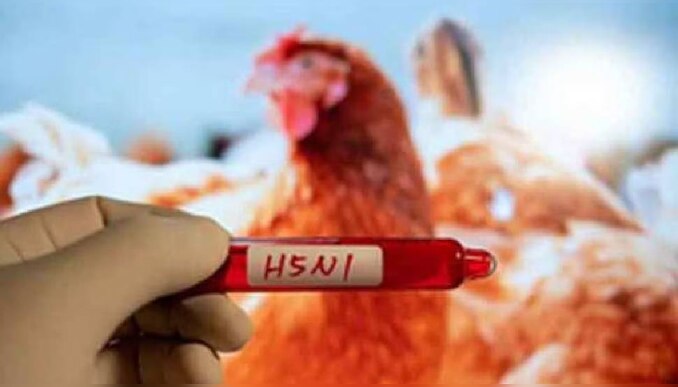 Bird Flu Death: പക്ഷിപ്പനി ബാധിച്ച് രണ്ടു വയസുകാരി മരിച്ചു