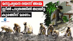 Baby Monkey Dead: കുടത്തിനുളളില്‍ തല കുടുങ്ങി: കുട്ടി കുരങ്ങന് ജീവന്‍ നഷ്ടമായി,ശവസംസ്‌കാരം നടത്തി വനംവകുപ്പ്