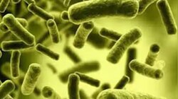 Cholera Death: തിരുവനന്തപുരത്ത് കോളറ ബാധിച്ച് 63കാരൻ മരിച്ചു; ആരോ​ഗ്യ വകുപ്പ് അനാസ്ഥ തുടരുന്നുവെന്ന് ആരോപണം