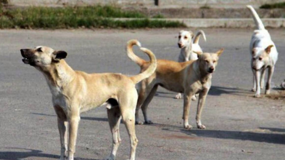 Stray Dog: തെരുവുനായയുടെ കടിയേറ്റ അഞ്ചര വയസുകാരിക്ക് പ്രതിരോധ വാക്സിൻ എടുത്ത ശേഷവും പേവിഷബാധ; കുട്ടിയുടെ ആരോഗ്യനില ഗുരുതരം Stray Dog: തെരുവുനായയുടെ കടിയേറ്റ അഞ്ചര വയസുകാരിക്ക് പ്രതിരോധ വാക്സിൻ എടുത്ത ശേഷവും പേവിഷബാധ; കുട്ടിയുടെ ആരോഗ്യനില ഗുരുതരം