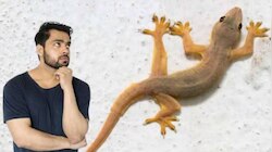 പല്ലിയെക്കൊണ്ട് തോറ്റോ? ശല്യം ഒഴിവാക്കാൻ ഇക്കാര്യങ്ങൾ ശ്രദ്ധിക്കൂ