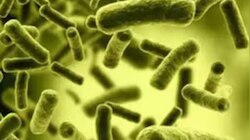 Cholera: ആലപ്പുഴയിൽ കോളറ; തലവടി സ്വദേശിക്ക് രോ​ഗം സ്ഥിരീകരിച്ചു
