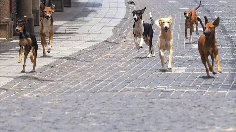 Stray Dog Attack: തെരുവുനായ ആക്രമണം; ആലപ്പുഴയിൽ 6 പേർക്ക് പരുക്ക് Stray Dog Attack: തെരുവുനായ ആക്രമണം; ആലപ്പുഴയിൽ 6 പേർക്ക് പരുക്ക്