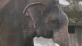 Elephant Attack: കാളികാവിലെ കടുവാ ദൗത്യത്തിനിടെ കുംകിയാന കുഞ്ചു പാപ്പാനെ എടുത്തെറിഞ്ഞു; പാപ്പാൻ ചന്തുവിന് ഗുരുതര പരിക്ക്
