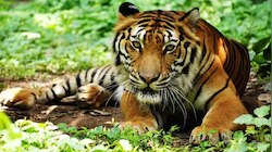 Tiger Found: മലപ്പുറത്ത് നരഭോജി കടുവയെ കണ്ടെത്തി; പിടികൂടാൻ വനംവകുപ്പ്
