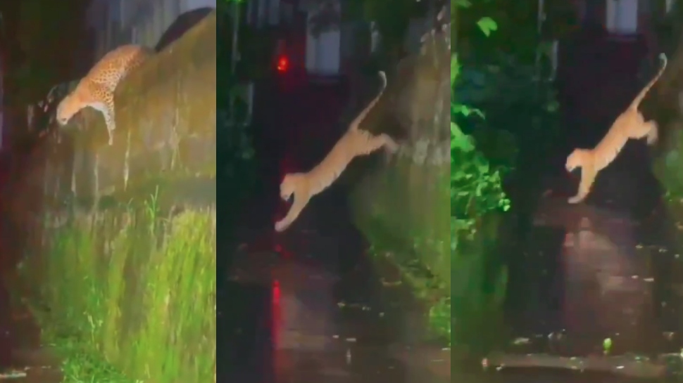 Wayanad Leopard: വയനാട് സുൽത്താൻ ബത്തേരിയിൽ വീണ്ടും പുലിയിറങ്ങി; പുലി കടന്നുപോയത് കാർ യാത്രക്കാർക്ക് മുന്നിലൂടെ- VIDEO Wayanad Leopard: വയനാട് സുൽത്താൻ ബത്തേരിയിൽ വീണ്ടും പുലിയിറങ്ങി; പുലി കടന്നുപോയത് കാർ യാത്രക്കാർക്ക് മുന്നിലൂടെ- VIDEO