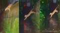Wayanad Leopard: വയനാട് സുൽത്താൻ ബത്തേരിയിൽ വീണ്ടും പുലിയിറങ്ങി; പുലി കടന്നുപോയത് കാർ യാത്രക്കാർക്ക് മുന്നിലൂടെ- VIDEO