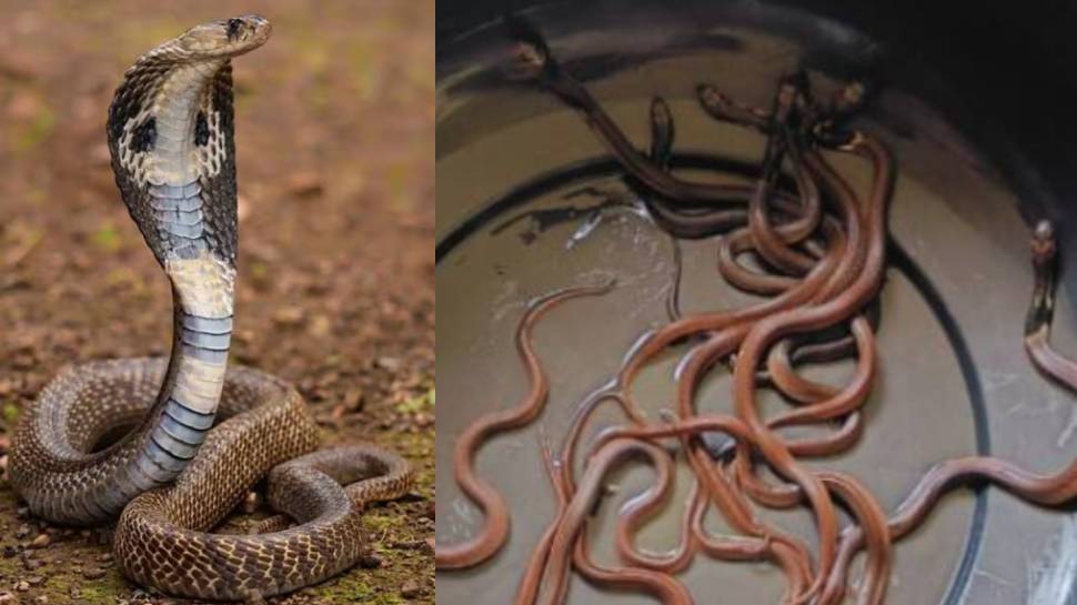 Cobra Snake: മതിലിൽ മൂർഖൻ പാമ്പ്; തെരച്ചിലിൽ കിട്ടിയത് 21 മൂർഖൻ കുഞ്ഞുങ്ങളെ