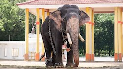 Gopi Kannan Leaned Over: ഗോപീകണ്ണൻ ചരിഞ്ഞു; ആനയോട്ടത്തിൽ ഒന്നാമനായ കൊമ്പൻ