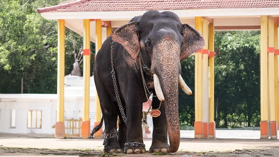 Gopi Kannan Leaned Over: ഗോപീകണ്ണൻ ചരിഞ്ഞു; ആനയോട്ടത്തിൽ ഒന്നാമനായ കൊമ്പൻ