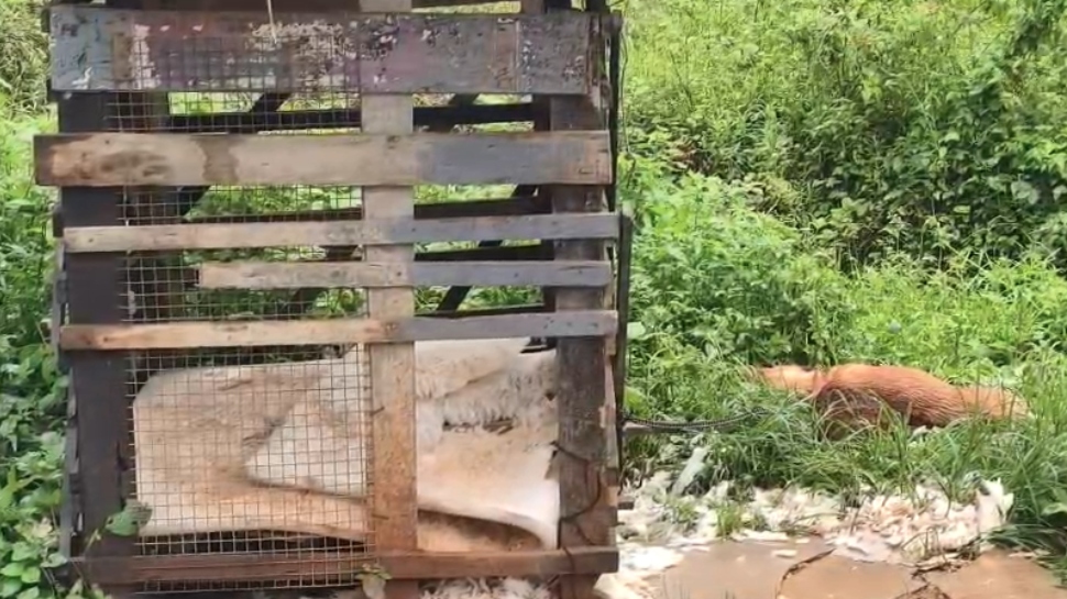 Leopard Wayanad: വയനാട് മേപ്പാടിയിൽ വീണ്ടും പുലിയുടെ ആക്രമണം; വളർത്തു നായയെ കൊന്നു Leopard Wayanad: വയനാട് മേപ്പാടിയിൽ വീണ്ടും പുലിയുടെ ആക്രമണം; വളർത്തു നായയെ കൊന്നു