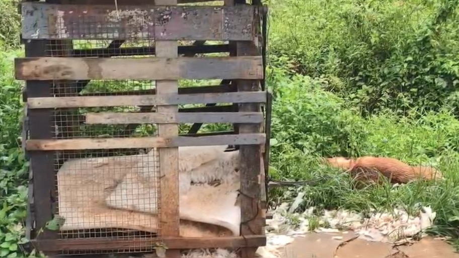 Leopard Wayanad: വയനാട് മേപ്പാടിയിൽ വീണ്ടും പുലിയുടെ ആക്രമണം; വളർത്തു നായയെ കൊന്നു
