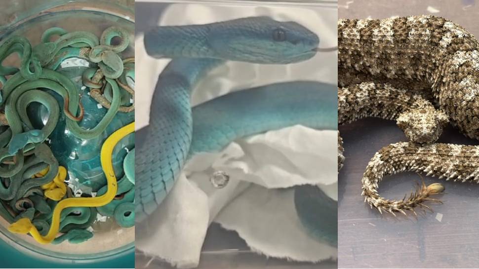 Snake Smugglers: ഇന്ത്യക്കാരന്‍റെ ബാഗിൽ ഡസൻകണക്കിന് വിഷപാമ്പുകൾ; ഞെട്ടി വിമാനത്താവളത്തിലെ കസ്റ്റംസ്