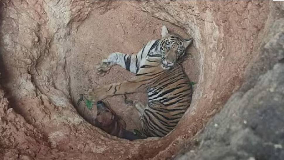 Tiger Rescue: ഇടുക്കിയിൽ കുഴിയിൽ വീണ കടുവയെ മയക്കുവെടിവെച്ച് പിടികൂടി Tiger Rescue: ഇടുക്കിയിൽ കുഴിയിൽ വീണ കടുവയെ മയക്കുവെടിവെച്ച് പിടികൂടി