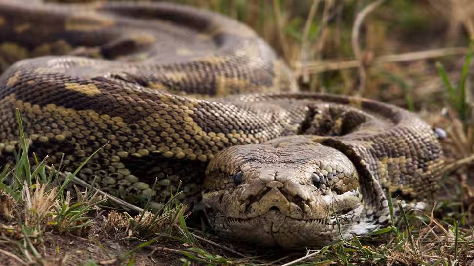 Snake Found: ഓഫീസിലെ ശുചിമുറിയിൽ ഒരു ശൂ..ശൂ.. ശബ്ദം, കലക്ടറേറ്റില് കണ്ടത് പെരുമ്പാമ്പിന്റെ കുഞ്ഞ്..! Snake Found: ഓഫീസിലെ ശുചിമുറിയിൽ ഒരു ശൂ..ശൂ.. ശബ്ദം, കലക്ടറേറ്റില് കണ്ടത് പെരുമ്പാമ്പിന്റെ കുഞ്ഞ്..!