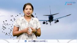 Flight Crash: വിമാനങ്ങൾക്ക് പക്ഷികൾ ഒരു ഭീഷണിയാണോ?