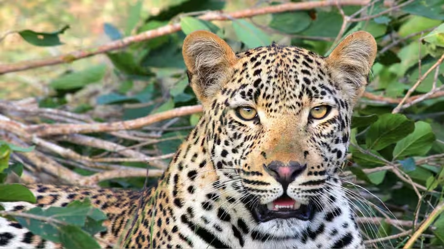 Leopard Attack Death: വാല്‍പ്പാറയിൽ പുലി പിടിച്ച നാലുവയസുകാരിയുടെ മൃതദേഹം കണ്ടെത്തി