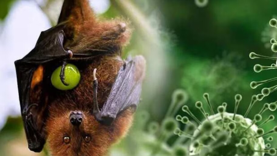 Nipah Kerala: സംസ്ഥാനത്ത് വീണ്ടും നിപ സ്ഥിരീകരിച്ചു; മൂന്ന് ജില്ലകളിൽ ജാഗ്രത നിർദേശം