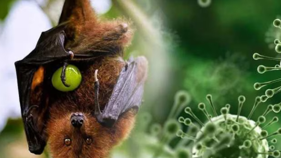 Nipah Kerala: സംസ്ഥാനത്ത് വീണ്ടും നിപ സ്ഥിരീകരിച്ചു; മൂന്ന് ജില്ലകളിൽ ജാഗ്രത നിർദേശം Nipah Kerala: സംസ്ഥാനത്ത് വീണ്ടും നിപ സ്ഥിരീകരിച്ചു; മൂന്ന് ജില്ലകളിൽ ജാഗ്രത നിർദേശം