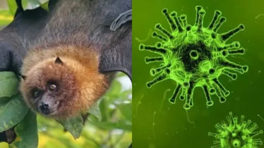 Nipah Virus Kerala: കേരളം വീണ്ടും നിപ ഭീതിയിൽ; സമ്പർക്കപ്പട്ടികയിൽ 345 പേർ, സ്ഥിതി​ഗതികൾ വിലയിരുത്തി ഉന്നതതലയോ​ഗം