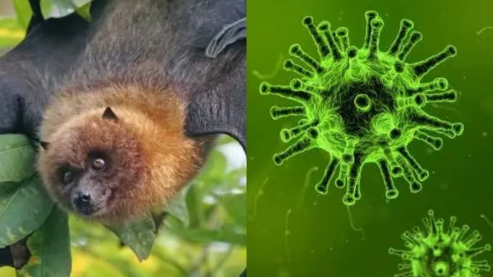 Nipah Virus Kerala: കേരളം വീണ്ടും നിപ ഭീതിയിൽ; സമ്പർക്കപ്പട്ടികയിൽ 345 പേർ, സ്ഥിതിഗതികൾ വിലയിരുത്തി ഉന്നതതലയോഗം Nipah Virus Kerala: കേരളം വീണ്ടും നിപ ഭീതിയിൽ; സമ്പർക്കപ്പട്ടികയിൽ 345 പേർ, സ്ഥിതിഗതികൾ വിലയിരുത്തി ഉന്നതതലയോഗം