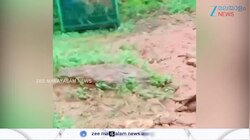 Kalikkavu: കാളികാവിനെ ഭീതിയിലാഴ്തിയ കടുവ എസ്റ്റേറ്റില്‍ സ്ഥാപിച്ച കൂട്ടിൽ